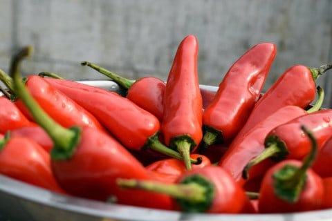 Scharfes Essen mit roten und grünen Jalapenos.