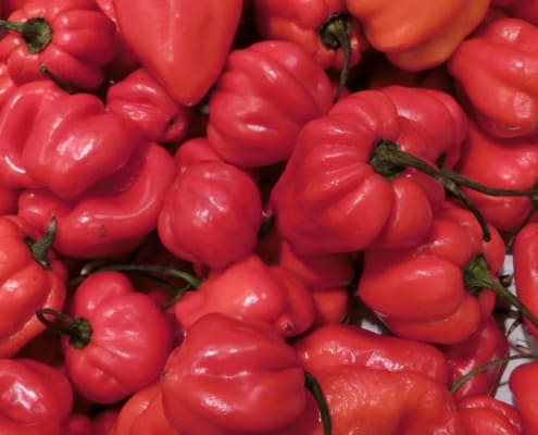 Rote scharfe Habanero