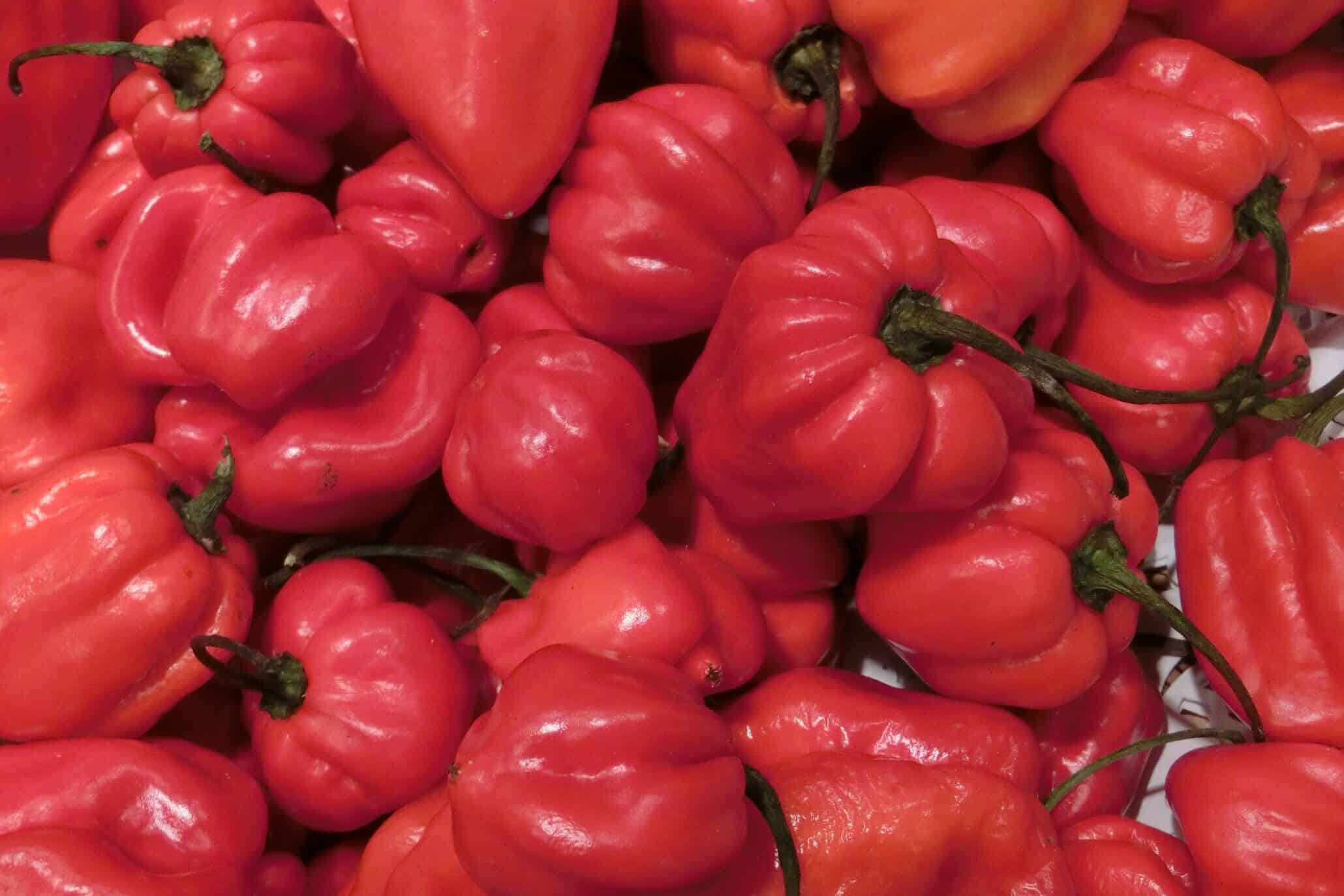 Rote scharfe Habanero