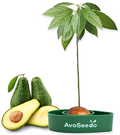 AvoSeedo das Besondere Garten Geschenke - Pflanzen Sie Ihren Eigenen Avocadobaum. Kleine Geschenk für Frauen, Männer & Freundin/Oder als Geburtstagsgeschenk für Mama/Klein Dekoration Modern